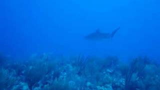 Tiger Shark - Antigua Diving