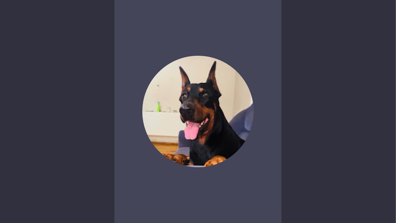 DOBERMANZEUS kanalı canlı yayında