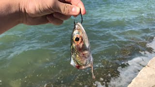 What Will This GIANT Bait Catch?! (Multi-Species Fishing in Florida)
