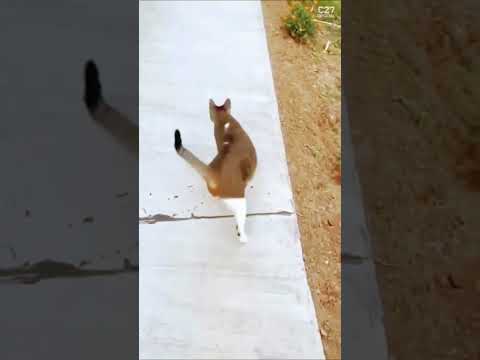 Find out what these cats are capable of! 😹😹 #animals #funny #entertainment #enjoy