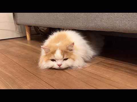 大好きなおやつに薬が入っていて分かりやすくショックを受ける猫