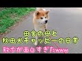 【秋田犬と保護猫】田舎の母と秋田犬チャッピーの散歩が面白すぎたwwwwwww