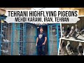 Тегеранские бойные высоколётные голуби. Mehdi Karami Tehrani Highflying Tumbler pigeon. Iran