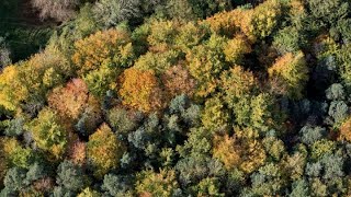 Forests encourage biodiversity, but face threats