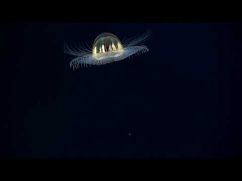 Cosmic Jellyfish: 2017 American Samoa