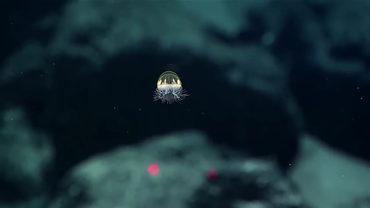 Cosmic Jellyfish: 2017 American Samoa - YouTube