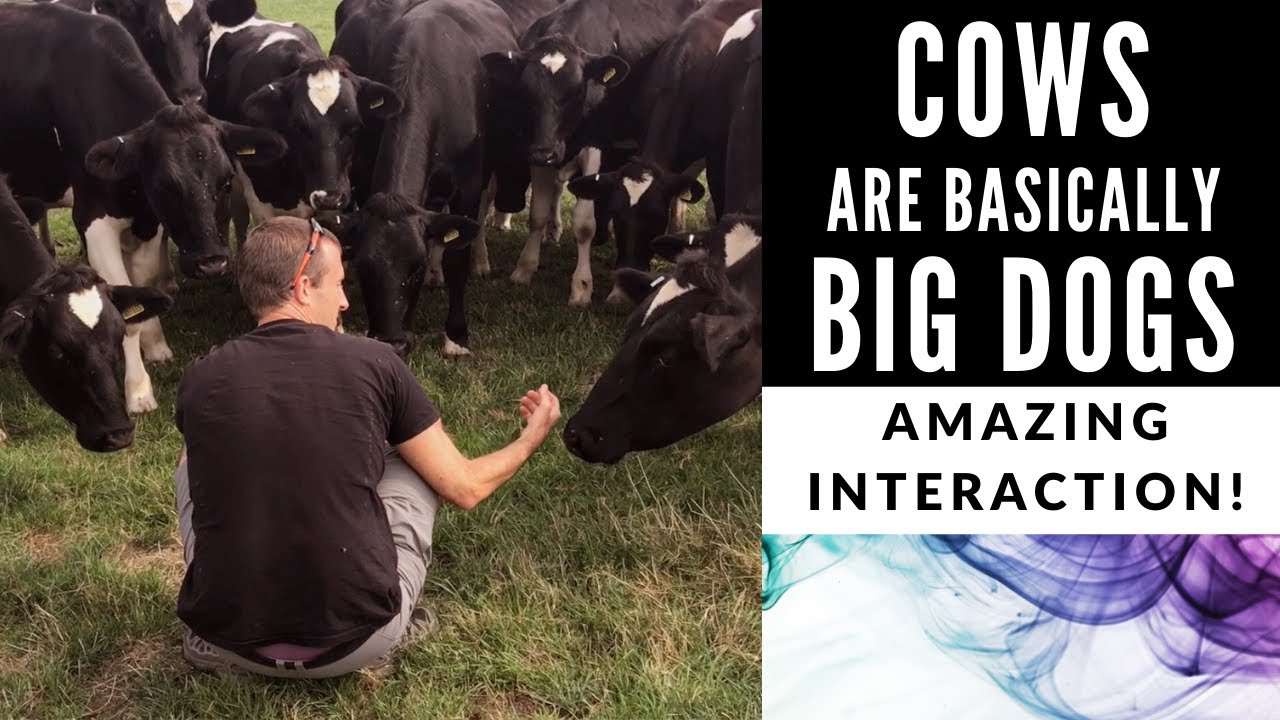 Cows Are Basically Big Dogs (Amazing Interaction!)