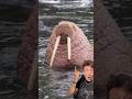 The Walrus is a MONSTER