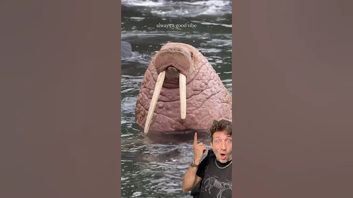 The Walrus is a MONSTER