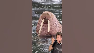 The Walrus is a MONSTER