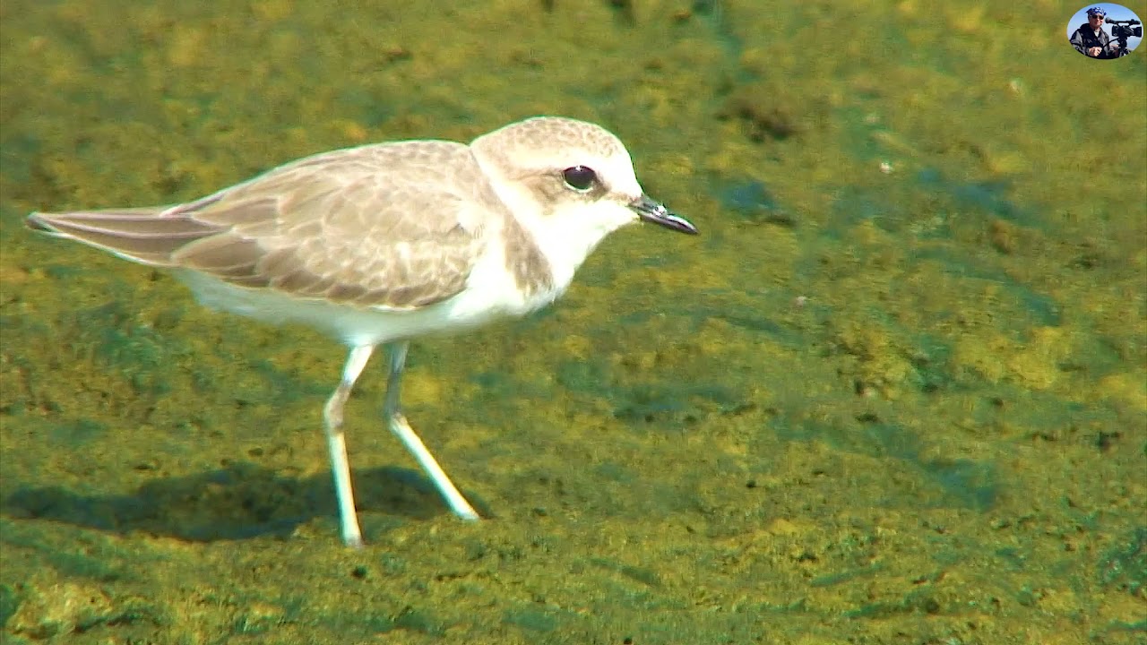 東方環頸鴴(Kentish Plover):2021新編台灣野鳥集錦.冬過境鳥.(Wild Birds of Taiwan). 