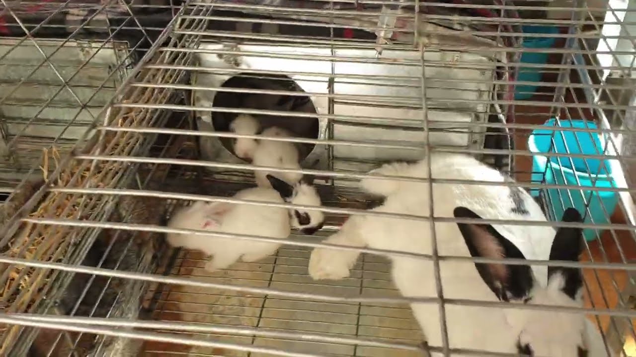 طريقة تنضيف مكان الأرانب من الأوساخ و روائح الكريهة و معلومات مفيدة للمربين 😀🐇