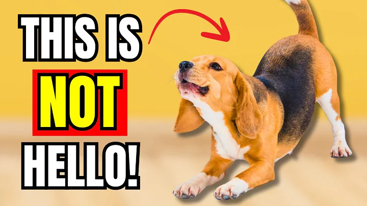 If Dogs STRETCH When They See You, This Is What It Really Means