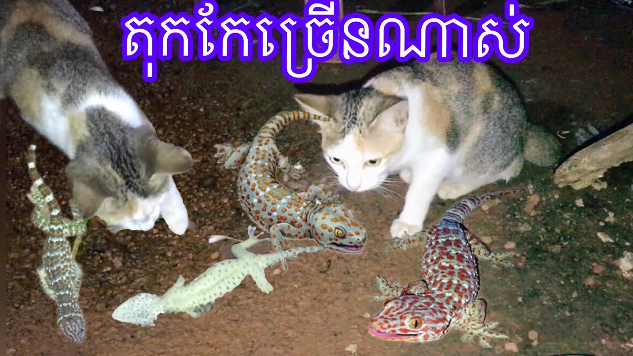 ឆ្មាខាំសុីតុកកែសាហាវណាស់ cat eat Gecko YouTube