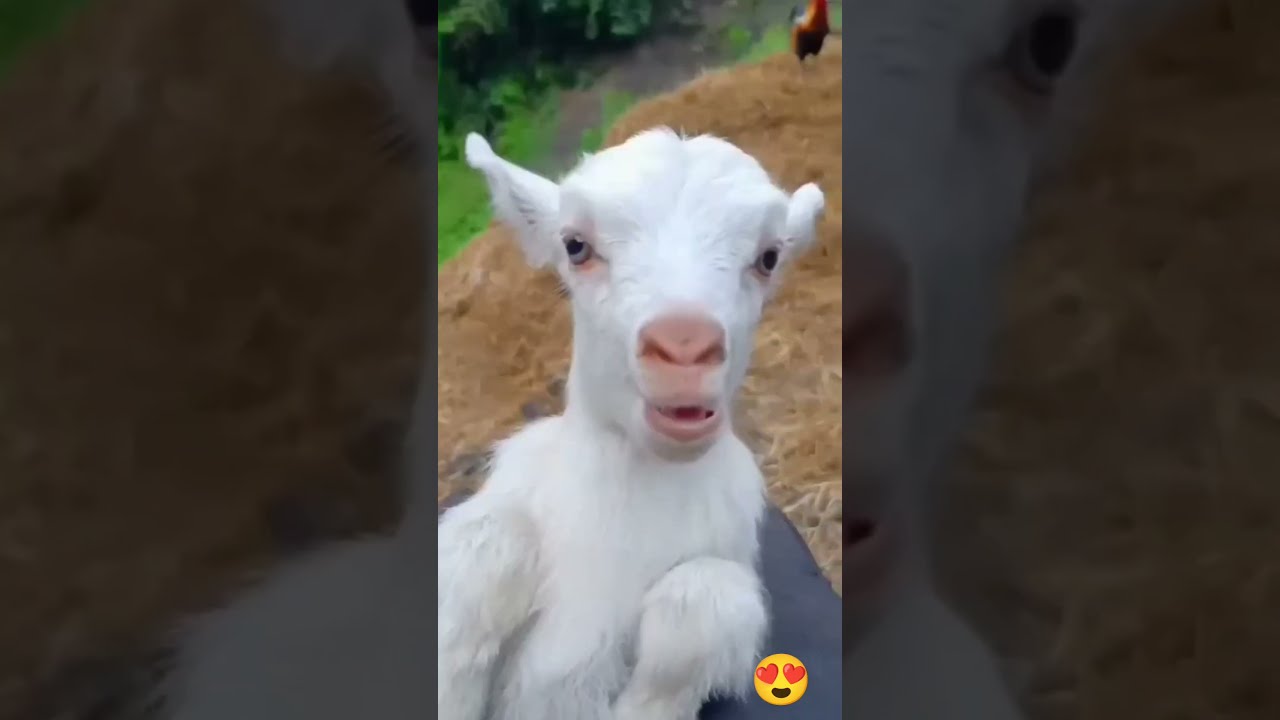 New Born And Mom Goat Sound Animals Viralshort Viralvideos Viralshorts