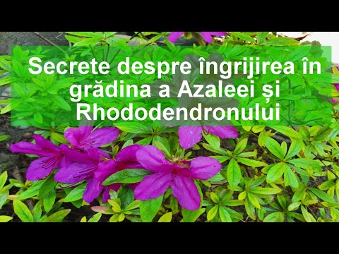 Video: Rododendronul Katevba: Plantare și îngrijire, Descrierea Soiurilor 