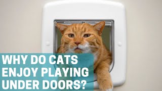 Why Do Cats Like to Play Under the Door? by Animal Globe 3 views 4 hours ago 6 minutes, 17 seconds
