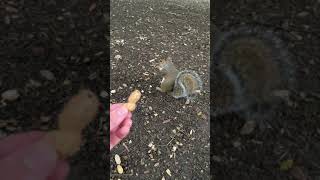 Feeding The Squirrels #Shorts