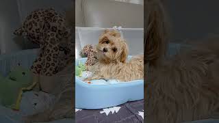 강아지 짖는소리로 놀리기#강아지#말티푸 #코코