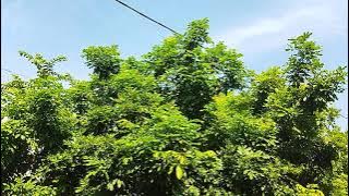 Background Video Pemandangan Alam ( No Copyright) free download / Mentahan Pemandangan Pohon