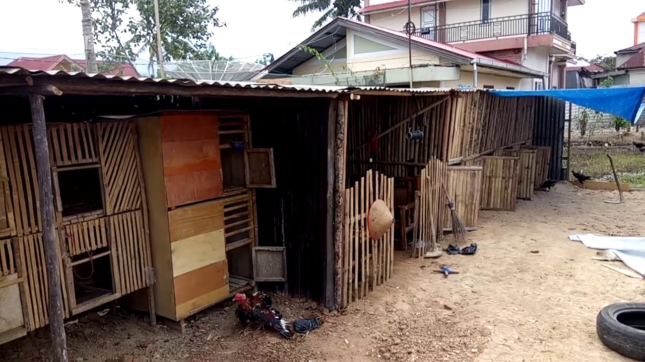 kandang ayam aduan 
