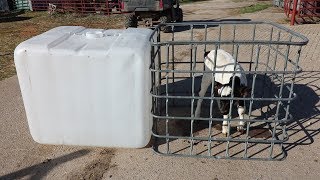 DIY IBC Tote Calf Hutch! (CHEAP)