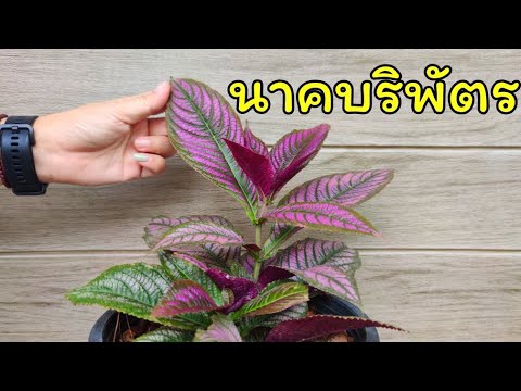 วีดีโอ: Pilea (48 รูป): การดูแลดอกไม้ที่บ้านชนิดของพืชในร่มใบเล็กและใบเดี่ยว, Peperomia และภาวะซึมเศร้า, ห่อและพันธุ์นอร์ฟอล์ก