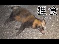 たぬきを食べてみた ジビエ モザイクあり ロードキル