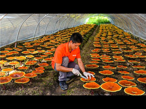 Reishi Mushroom Growing Process | How Red Reishi Mushrooms Are Grown | Amazing Reishi Mushroom Farm