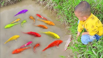 Em ổi tìm thấy cá chép vàng lạ, cá bảy màu, cá vàng, cá chép vàng, cá koi #cávàng #fishing #concá