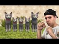 COMPREI DUAS TRANSFORMAÇÕES PRA EVOLUIR!! (Cat Simulator)