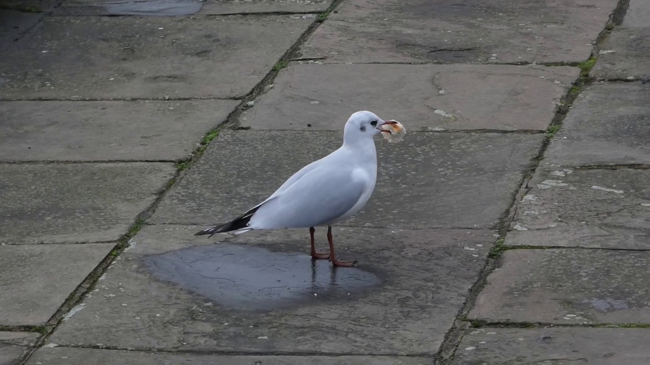 Black-Headed Gull trying to swallow large piece of bread 