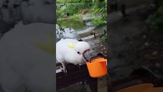 Wild cockatoo patiently waiting outside! #shorts
