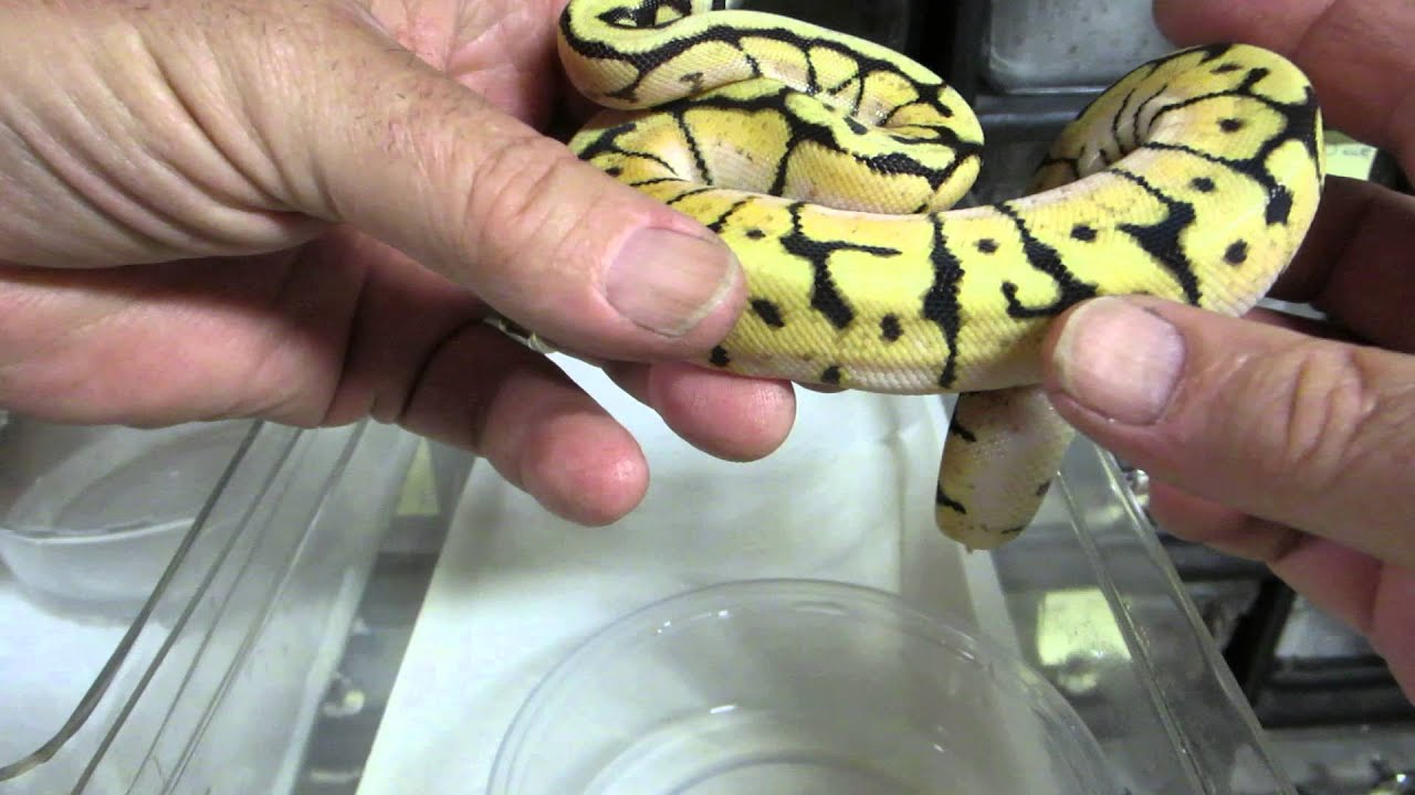 rat snakes in alabama Brian Gundy Shares Post Shed Video Of Bees, Bees & More Bees Clutch Plus Pricing
