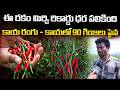 కాయ రంగు - కాయలో 90 గింజలు పైన  Mirchi Farmer |#anchornagesh @SignatureStudiostv​