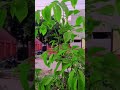 scenery #shortvideo #youtubeshorts