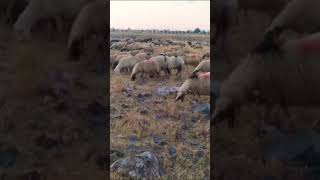 Dünyanın En Süt Veren Koyun Irki İvesi̇ Koyunu