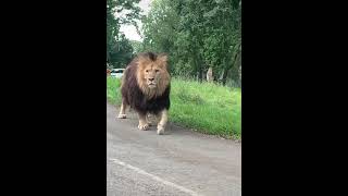 اسد هارب من حديقة الحيوانات  A lion escaping from the zoo