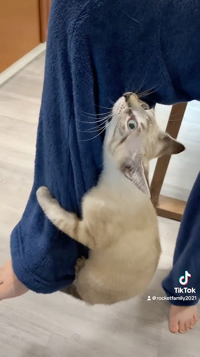 I’m fine. 🙂 #catbaby - YouTube