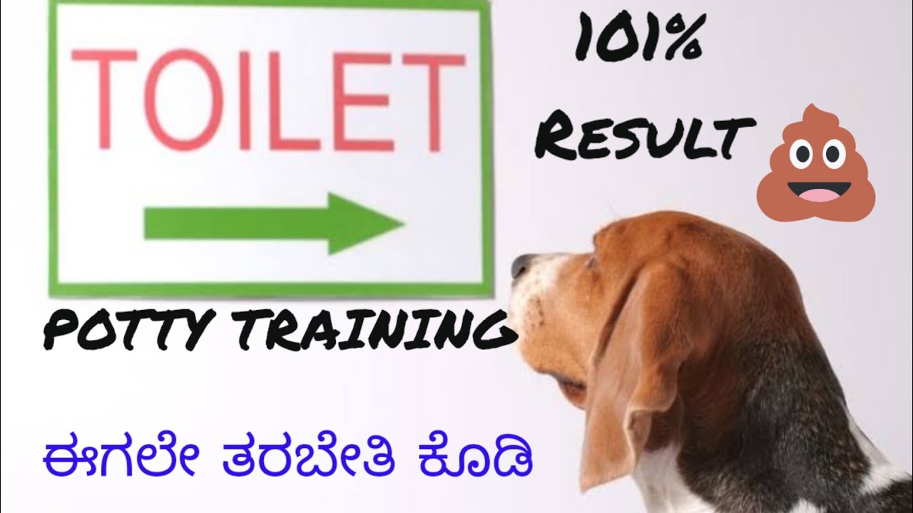 potty train a puppy potty outdoor details in kannadapotty training for dogs YouTube