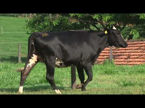 LOTE 209   21º LEILÃO SANTA LUZIA   LEITE COM RAÇA🥛🐄