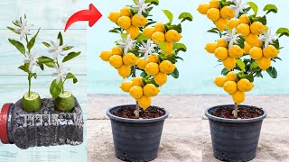 How To Grow Lemon Tree From Seed | Growing Lemon Plant From Seed | How To Propagate Lemon Seeds