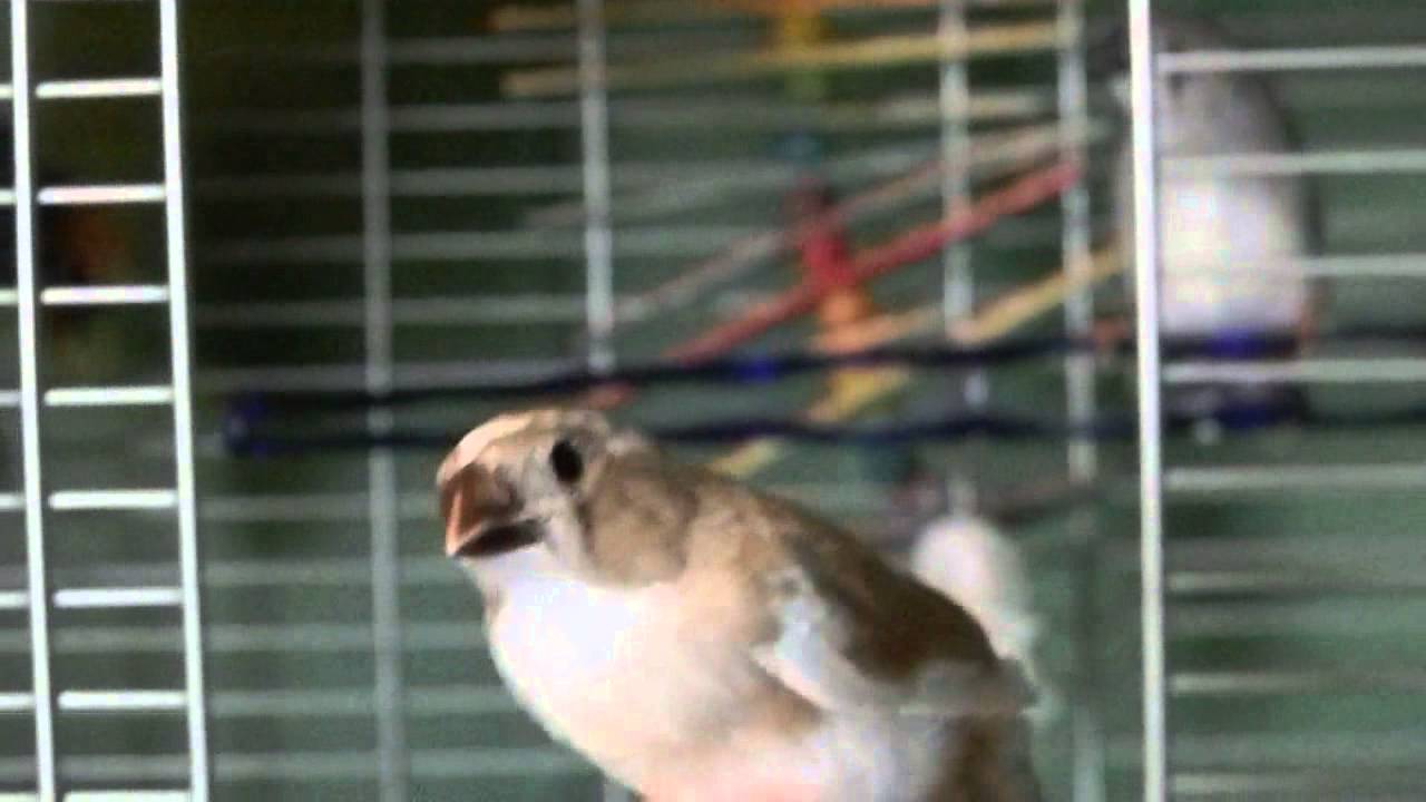 aquarium plants Baby zebra finches
