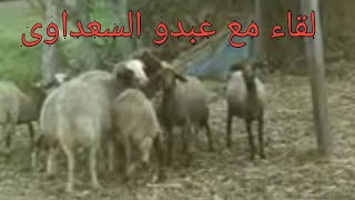 مشروع تربية الأغنام