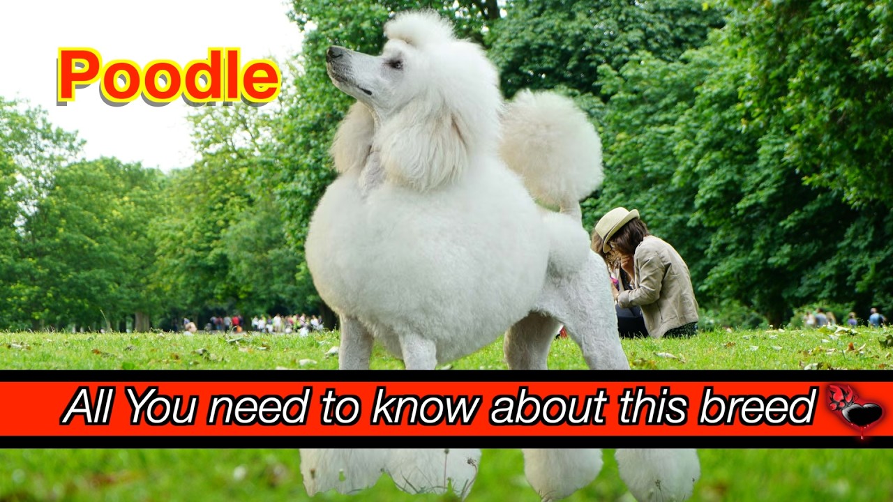The Poodle Breed: More Than Just a Pretty Face!