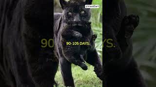 Black Panther . A Creature With Mystic Feathers