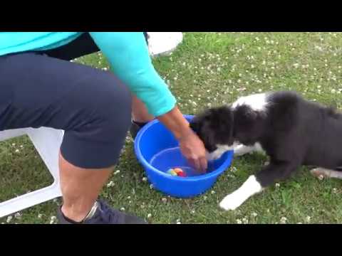Video: Hoe leer je je hond om op zijn speelgoed te kauwen - en niet je spullen!