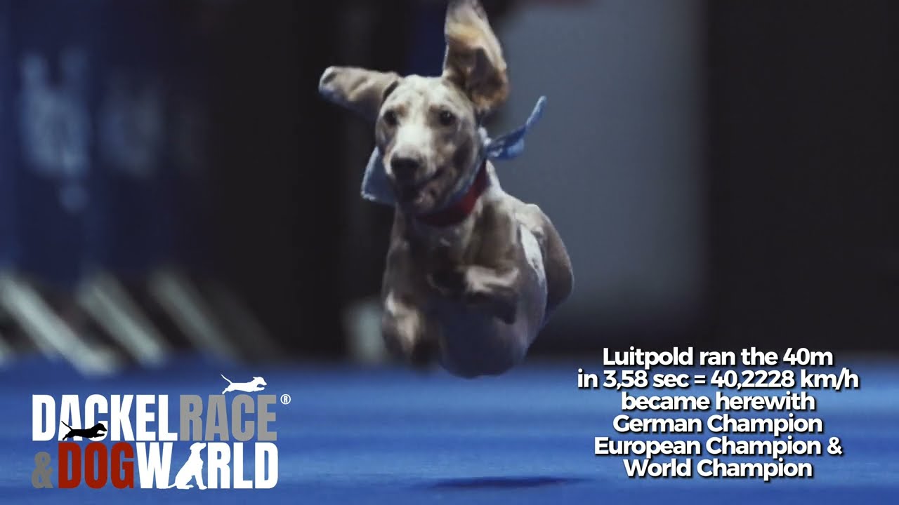 DackelRace 2025 - Luitpold becomes World Champion