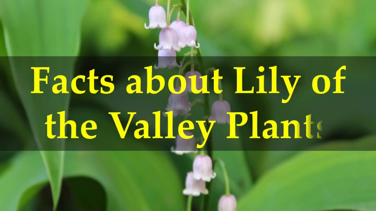 13 Things You Didn't Know About Lily of the Valley