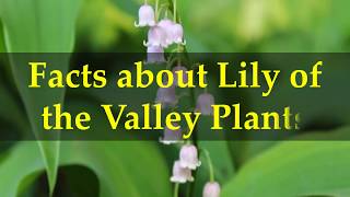 Facts about Lily of the Valley Plants